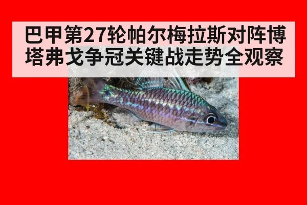 巴甲第27轮帕尔梅拉斯对阵博塔弗戈争冠关键战走势全观察